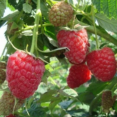 Малина КОЛОКОЛЬЧИК  Малина КОЛОКОЛЬЧИК в Тамбове