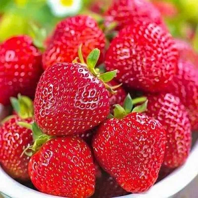 Клубника СИЛЬВИЯ  Клубника СИЛЬВИЯ в Тамбове