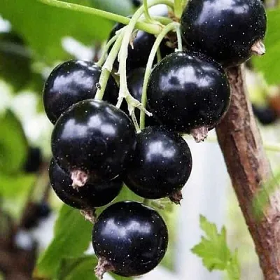 Смородина чёрная ДЕЛИКАТЕСНАЯ  Смородина чёрная ДЕЛИКАТЕСНАЯ в Тамбове