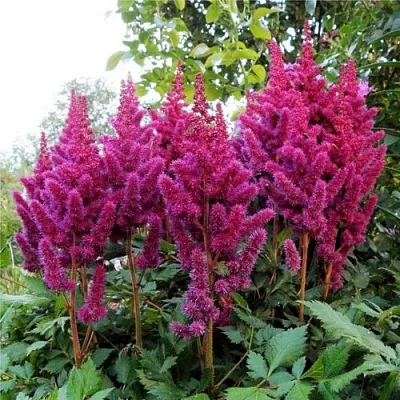 Астильба ВИЖНС китайская в Тамбове