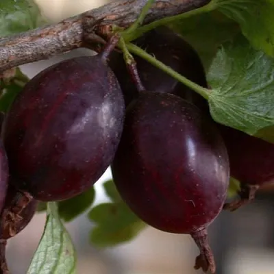 Крыжовник ЧЕЛЯБИНСКИЙ СЛАБОШИПОВАТЫЙ  Крыжовник ЧЕЛЯБИНСКИЙ СЛАБОШИПОВАТЫЙ в Тамбове