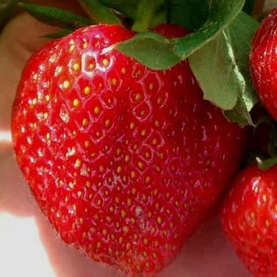 Клубника МАГНУС  Клубника МАГНУС в Тамбове