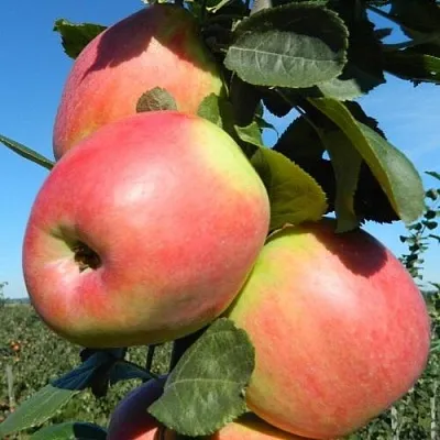 Яблоня БРЯНСКОЕ РОЗОВОЕ в Тамбове