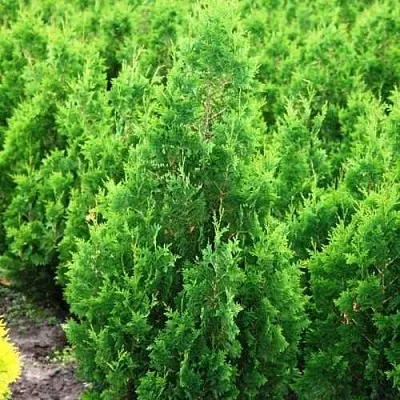 Туя СПИРАЛИС западная в Тамбове