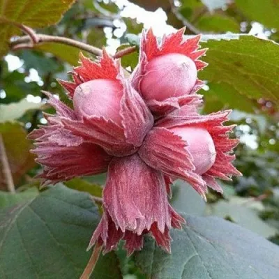 Фундук СКАРЛЕТТ  Фундук СКАРЛЕТТ в Тамбове