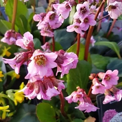 Бадан БЭБИ ДОЛЛ в Тамбове