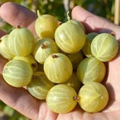 Крыжовник БЕРИЛЛ — описание сорта Крыжовник БЕРИЛЛ в Тамбове