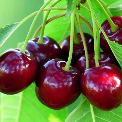 Вишня ВЯНОК  Вишня ВЯНОК в Тамбове