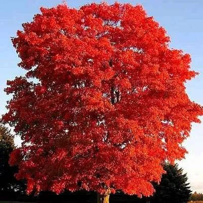 Дуб красный   Дуб красный  в Тамбове