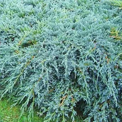 Можжевельник БЛЮ КАРПЕТ чешуйчатый  Можжевельник БЛЮ КАРПЕТ чешуйчатый в Тамбове