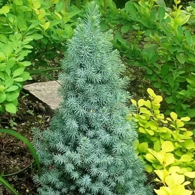 Ель КОНИКА сизая  Ель КОНИКА сизая в Тамбове