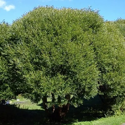 Ива ломкая  в Тамбове