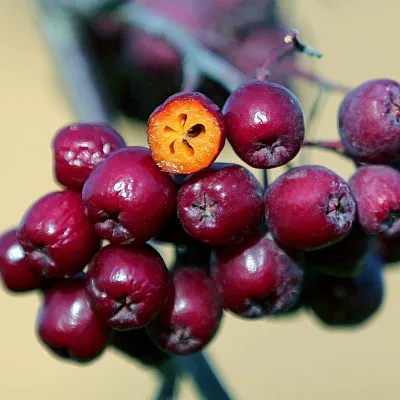 Рябина сладкоплодная  Рябина сладкоплодная в Тамбове