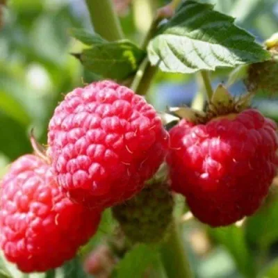 Малина БРУСИЛОВСКАЯ — описание сорта Малина БРУСИЛОВСКАЯ в Тамбове