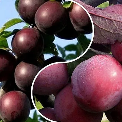 Комплект ИЗЮМИНКА САДА в Тамбове