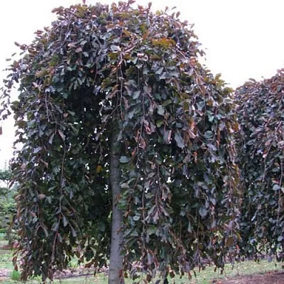 Бук Бук в Тамбове