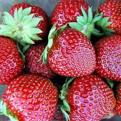 Клубника МАЛЬВИНА  Клубника МАЛЬВИНА в Тамбове