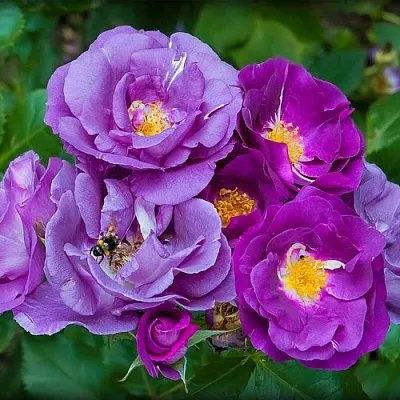 Саженцы роз РАПСОДИЯ ИН БЛЮ шраб  Саженцы роз РАПСОДИЯ ИН БЛЮ шраб в Тамбове