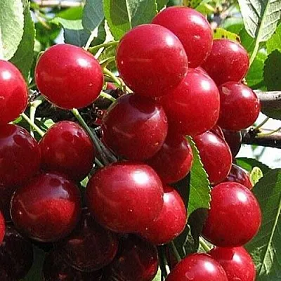 Вишня ГЛУБОКСКАЯ  Вишня ГЛУБОКСКАЯ в Тамбове