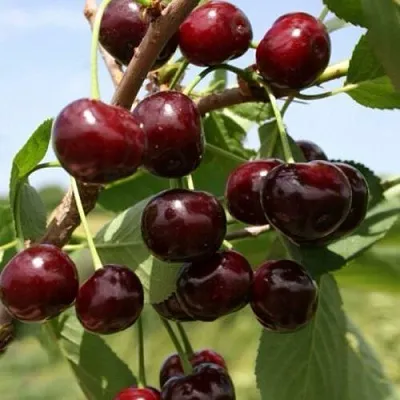 Вишня ГРИОТ БЕЛОРУССКИЙ  Вишня ГРИОТ БЕЛОРУССКИЙ в Тамбове