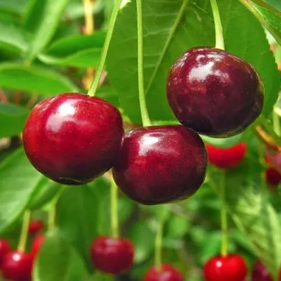 Вишня УЙФЕХЕРТОЙ ФЮРТОШ  Вишня УЙФЕХЕРТОЙ ФЮРТОШ в Тамбове