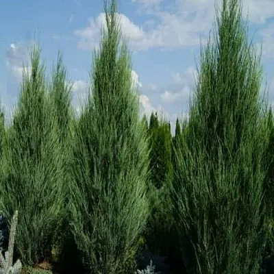 Можжевельник СКАЙРОКЕТ скальный  Можжевельник СКАЙРОКЕТ скальный в Тамбове