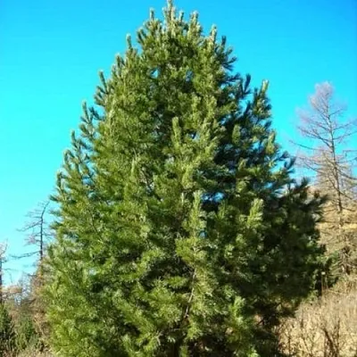 Сосна кедровая сибирская в Тамбове