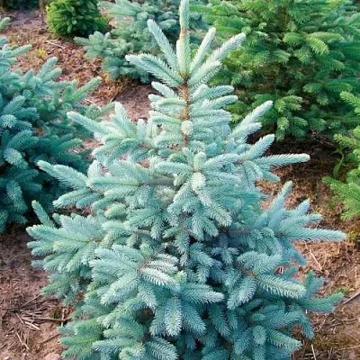 Ель КЕЙБАБ колючая  Ель КЕЙБАБ колючая в Тамбове