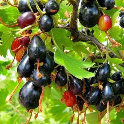 Смородина золотистая БОКАЛИНСКАЯ  Смородина золотистая БОКАЛИНСКАЯ в Тамбове