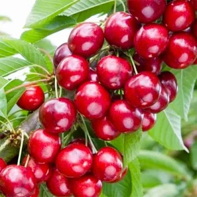 Вишня МАЛЮТКА колонновидная  Вишня МАЛЮТКА колонновидная в Тамбове