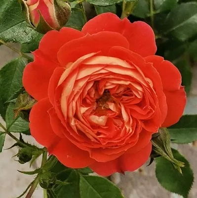 Саженцы роз СТАРЛЕТ РОУЗ КАРМЕН плетистая  Саженцы роз СТАРЛЕТ РОУЗ КАРМЕН плетистая в Тамбове