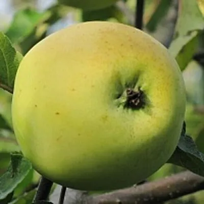 Яблоня РОССИЯНКА в Тамбове