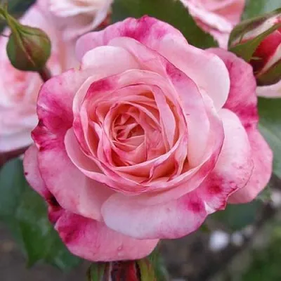 Саженцы роз РОЗЕНШТАДТ ФРАЙЗИНГ шраб  Саженцы роз РОЗЕНШТАДТ ФРАЙЗИНГ шраб в Тамбове