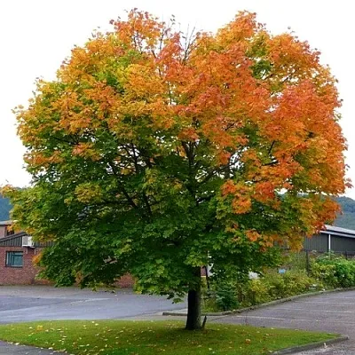 Клен остролистный  Клен остролистный в Тамбове