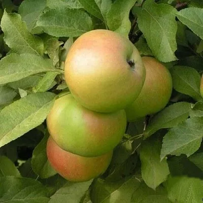 Яблоня ВЕРБНОЕ в Тамбове