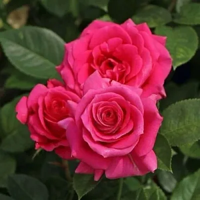 Саженцы роз ЛАВ ЛЕТТЕР флорибунда  Саженцы роз ЛАВ ЛЕТТЕР флорибунда в Тамбове