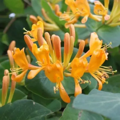 Жимолость ТЕЛЬМАНА в Тамбове