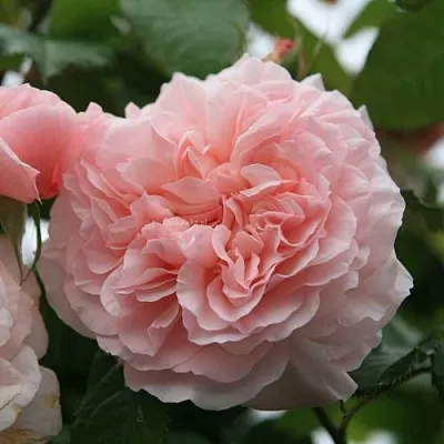 Саженцы роз РОЗ ДЕ ТОЛБИАК плетистая  Саженцы роз РОЗ ДЕ ТОЛБИАК плетистая в Тамбове