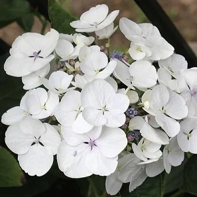 Гортензия ЛИБЕЛЛЕ крупнолистная в Тамбове