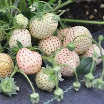 Клубника АНАНАСА ремонтантная в Тамбове