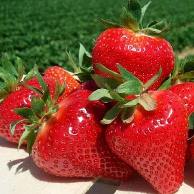 Клубника ДЖОЛИ  Клубника ДЖОЛИ в Тамбове