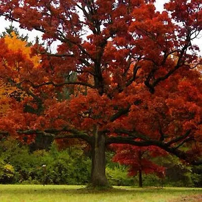 Дуб Дуб в Тамбове