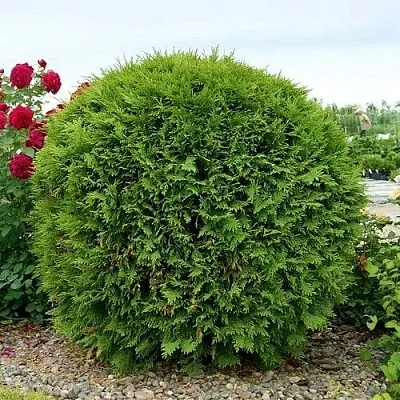 Туя ВУДВАРДИ западная в Тамбове