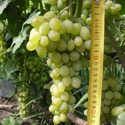 Виноград АНАНАСНЫЙ РАННИЙ  Виноград АНАНАСНЫЙ РАННИЙ в Тамбове