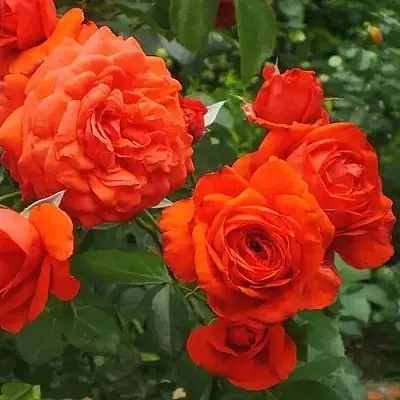 Саженцы роз МАЙНТАУЭР плетистая  Саженцы роз МАЙНТАУЭР плетистая в Тамбове