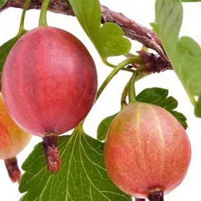 Крыжовник ЯРКИЙ  Крыжовник ЯРКИЙ в Тамбове