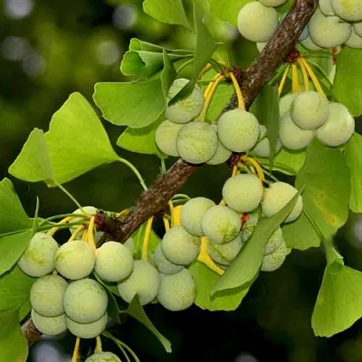 Гинкго билоба Гинкго билоба в Тамбове