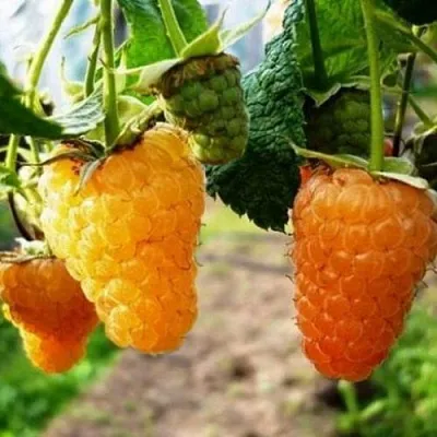 Малина ОРАНЖЕВОЕ ЧУДО в Тамбове