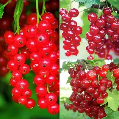 Комплект КРАСНЫЙ УРОЖАЙ в Тамбове