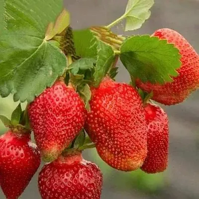 Клубника АЗИЯ  Клубника АЗИЯ в Тамбове